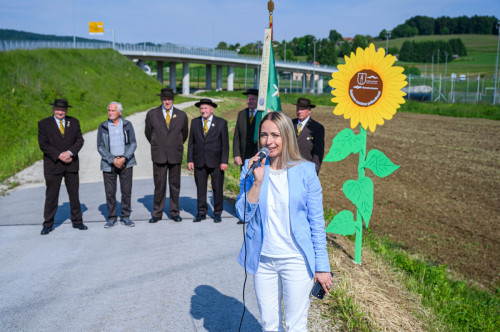 sejanje sončnic 2