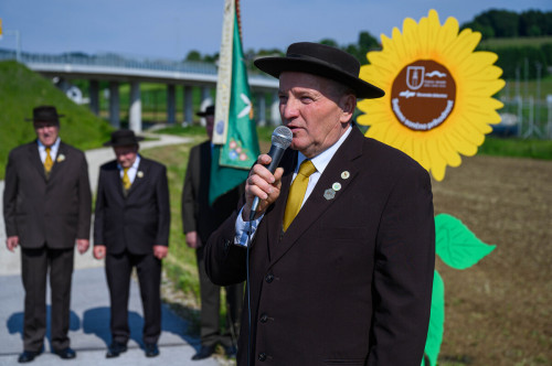 sejanje sončnic 3